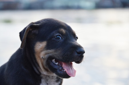 puppy at the riverの写真素材