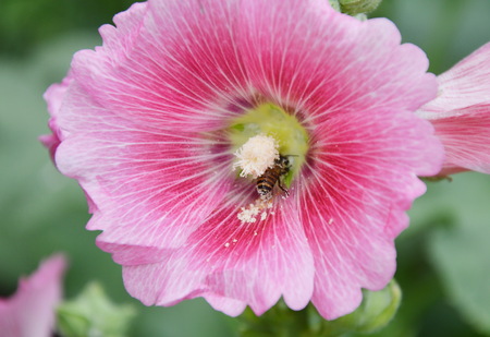 bee cross pollination in pink flowerの写真素材