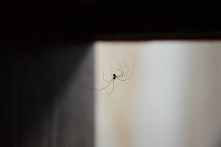 spider at the right angle