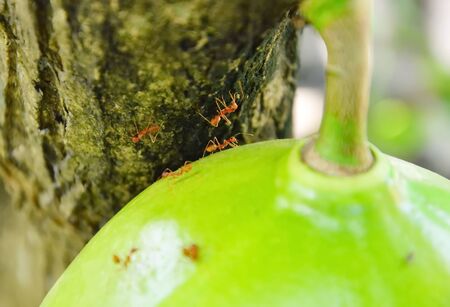 ant on the melon