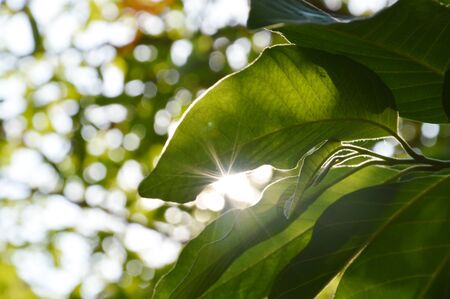 light pass through the leafの写真素材