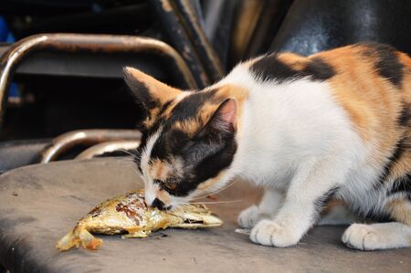 kitten feeding fried mackerelの写真素材