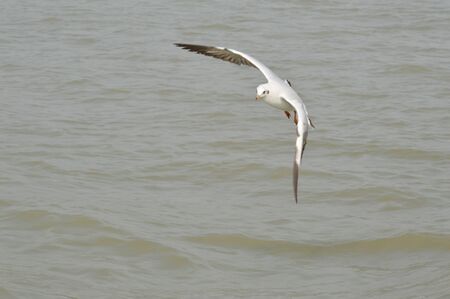 seagull fly