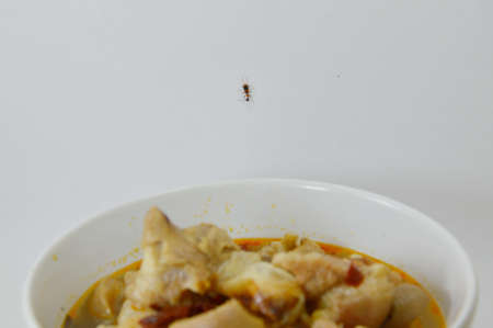 bug on pork knuckle spicy soup