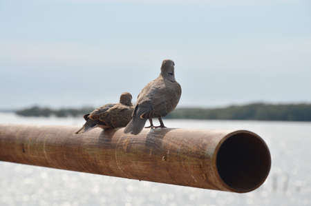 dove on iron pipe line