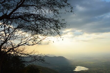 tree on sunsetの写真素材