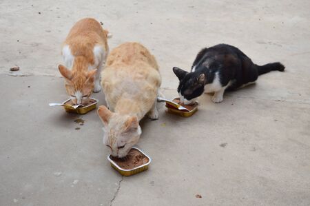 cat feeding cat food in the tray as a teamworkの写真素材