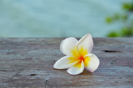 temple tree on the wood floorの写真素材