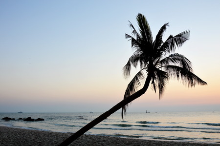 coconut treeの写真素材