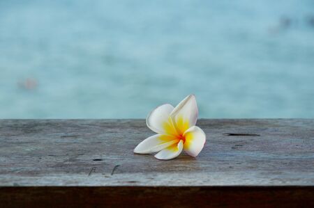 Plumeria on the woodの写真素材