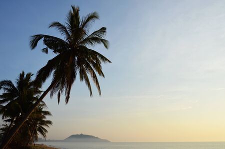 coconut tree on the beachの写真素材