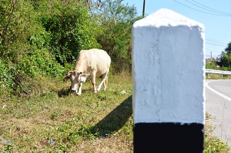 cow feeding beside the roadの写真素材