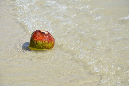 coconut on the seashoreの写真素材