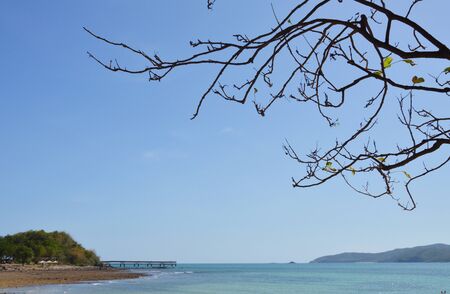 tree on the beach