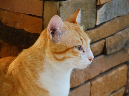 cat beside the brick wallの写真素材