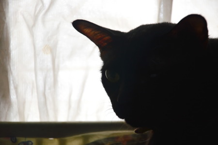 black cat on the windowの写真素材