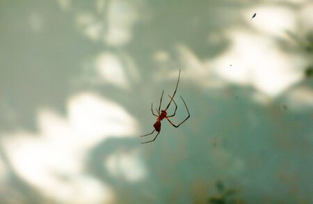 spider on white wallの写真素材