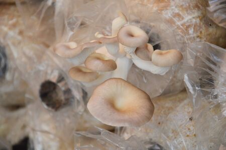 believed mushrooms farmの写真素材