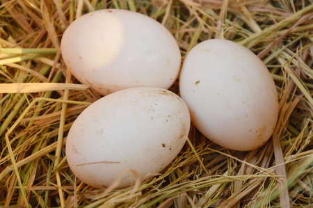 egg on dry straw