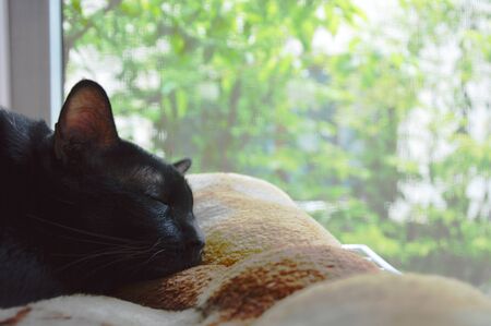 black cat sleep near the windowの写真素材