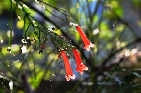 coral plant in the parkの写真素材