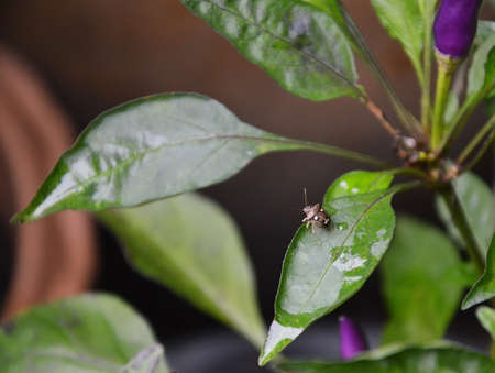 bug in face of people on the leaf