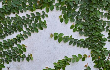 coat buttons on the wallの写真素材