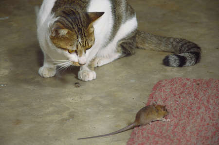 cat keep watch ratの写真素材