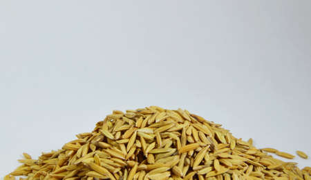 paddyの写真素材