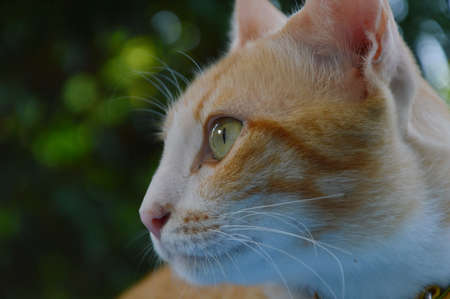 orange cat profile