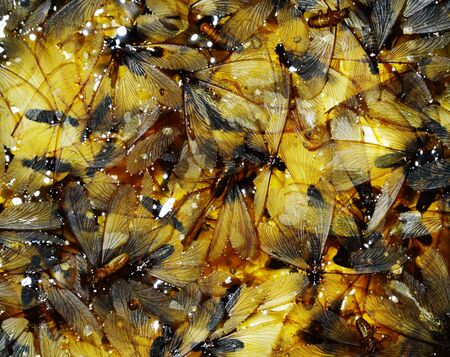 tussock moth drownの写真素材