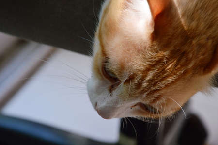 cat hanging head from the chair