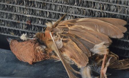 sparrow kill by carの写真素材