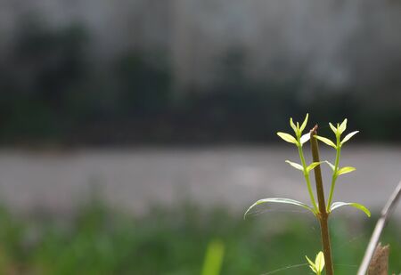 tree put leave-buds on the morning