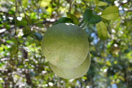 pomelo on the branch in the farmの写真素材