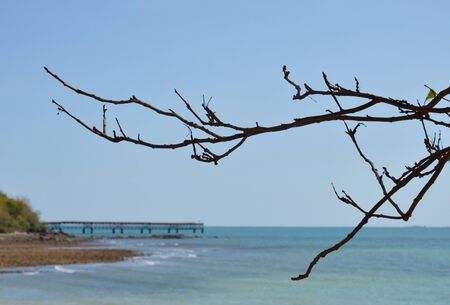 dry branch at the beach and jetty backgroundの写真素材