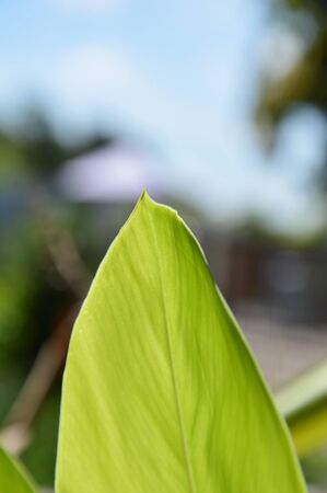 leaf texture in the garden