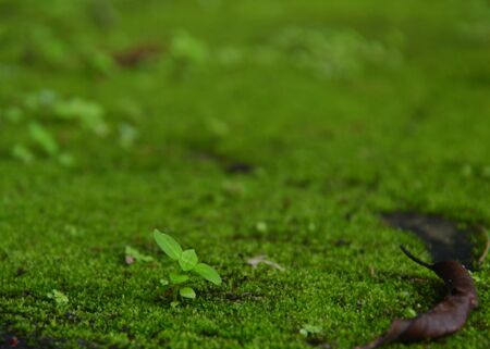 moss on the groundの写真素材