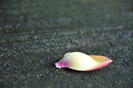 cannonball flower petal drop on the groundの写真素材
