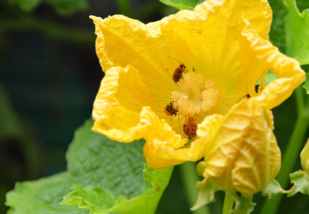 bug in water melon flowerの写真素材