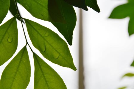 drop of water on orange Jessamine leafの写真素材