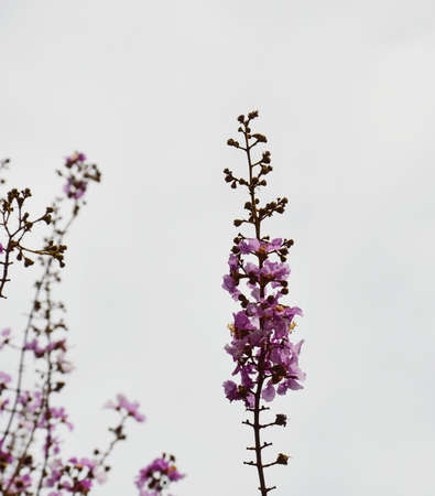 queen flower on sky backgroundの写真素材