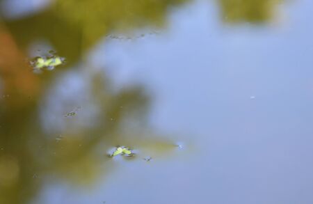 duckweed floating on still water in poolの写真素材