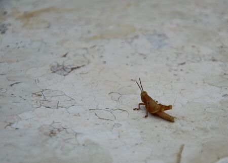 grasshopper on white tile floorの写真素材