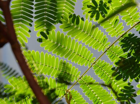 soap pod tropical plant in garden