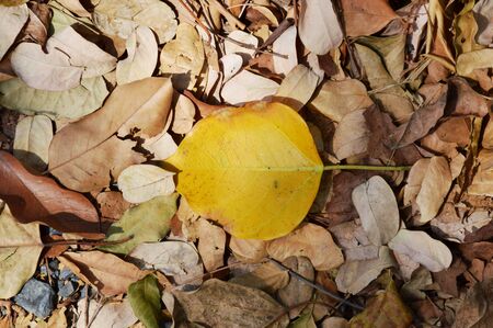 dry leaf falling on the groundの写真素材