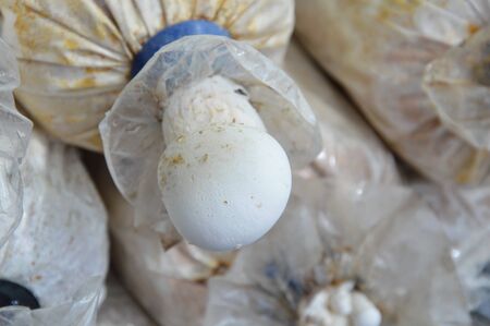 mushroom in plastic bag on backyard garden