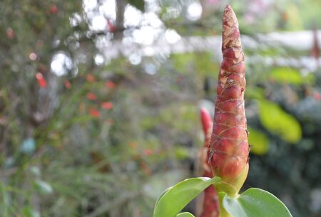 spiral flag tropical herb in backyard garden