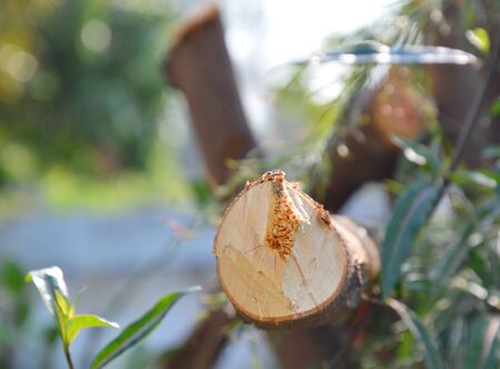 stump in the garden on morning sunlight