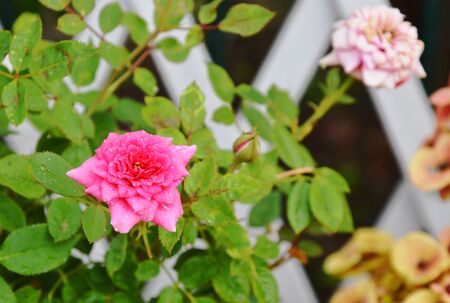 pink pygmy rose in garden homeの写真素材